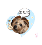 今日も頑張るテンたん（個別スタンプ：7）