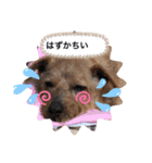 今日も頑張るテンたん（個別スタンプ：11）