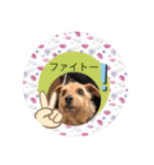 今日も頑張るテンたん（個別スタンプ：17）
