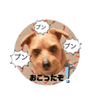 今日も頑張るテンたん（個別スタンプ：20）