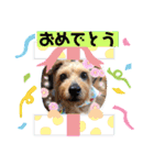今日も頑張るテンたん（個別スタンプ：22）