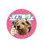 今日も頑張るテンたん（個別スタンプ：24）