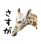 飛び出す！動物園の仲間たち（個別スタンプ：2）