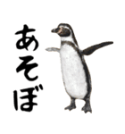 飛び出す！動物園の仲間たち（個別スタンプ：6）