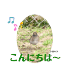 nanda birds（個別スタンプ：1）