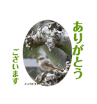 nanda birds（個別スタンプ：3）