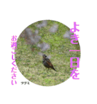 nanda birds（個別スタンプ：4）