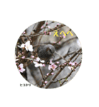 nanda birds（個別スタンプ：6）