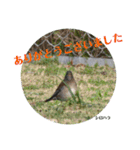 nanda birds（個別スタンプ：8）