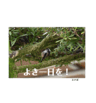 nanda birds（個別スタンプ：9）