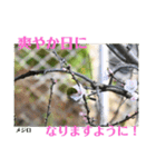 nanda birds（個別スタンプ：11）