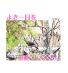nanda birds（個別スタンプ：12）