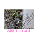 nanda birds（個別スタンプ：13）