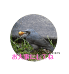 nanda birds（個別スタンプ：14）