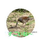 nanda birds（個別スタンプ：15）