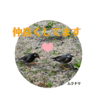 nanda birds（個別スタンプ：16）