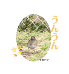 nanda birds（個別スタンプ：18）