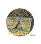 nanda birds（個別スタンプ：19）