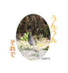 nanda birds（個別スタンプ：20）