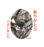 nanda birds（個別スタンプ：21）