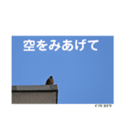 nanda birds（個別スタンプ：22）