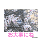 nanda birds（個別スタンプ：29）