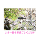 nanda birds（個別スタンプ：30）