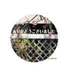 nanda birds（個別スタンプ：31）
