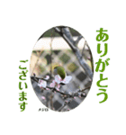 nanda birds（個別スタンプ：37）