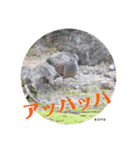 nanda birds（個別スタンプ：38）