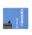 nanda birds（個別スタンプ：39）