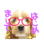 イングリッシュ・Cのノアちゃん日常（個別スタンプ：1）