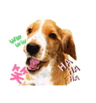 イングリッシュ・Cのノアちゃん日常（個別スタンプ：4）