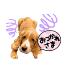 イングリッシュ・Cのノアちゃん日常（個別スタンプ：5）