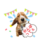 イングリッシュ・Cのノアちゃん日常（個別スタンプ：7）