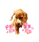 イングリッシュ・Cのノアちゃん日常（個別スタンプ：8）