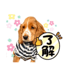イングリッシュ・Cのノアちゃん日常（個別スタンプ：11）