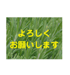 写真deあいさつ〜植物〜（個別スタンプ：1）