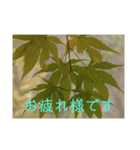 写真deあいさつ〜植物〜（個別スタンプ：5）