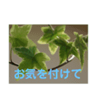 写真deあいさつ〜植物〜（個別スタンプ：6）