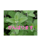 写真deあいさつ〜植物〜（個別スタンプ：7）