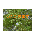 写真deあいさつ〜植物〜（個別スタンプ：8）