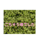 写真deあいさつ〜植物〜（個別スタンプ：9）