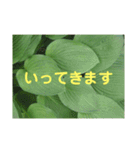 写真deあいさつ〜植物〜（個別スタンプ：10）
