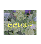 写真deあいさつ〜植物〜（個別スタンプ：11）