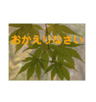 写真deあいさつ〜植物〜（個別スタンプ：12）