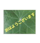 写真deあいさつ〜植物〜（個別スタンプ：13）
