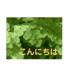 写真deあいさつ〜植物〜（個別スタンプ：14）