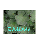 写真deあいさつ〜植物〜（個別スタンプ：15）