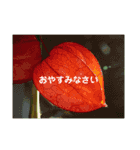 写真deあいさつ〜植物〜（個別スタンプ：16）